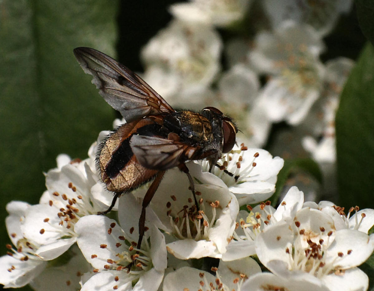 dittero panciuto da identificare